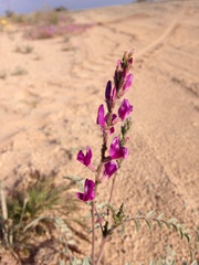 Astragalus magdalenae