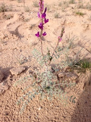 Astragalus magdalenae
