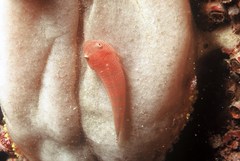 Cochleoceps bicolor