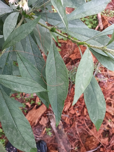 Image of Solanum Umbellatum (Solanum umbellatum) by (c) Ricardo Betancourt Sánchez, some rights reserved (CC BY)