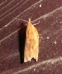 Planotortrix