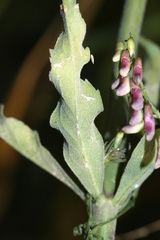 Adenophora probatovae