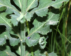 Adenophora probatovae