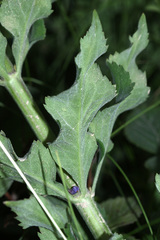 Adenophora probatovae