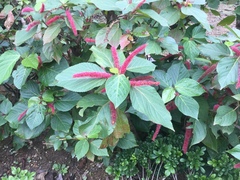 Acalypha pendula