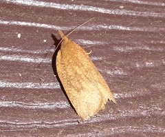 Planotortrix