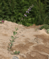 Adenophora probatovae