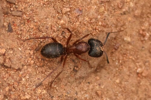 Camponotus dumetorum photo 2