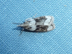 Eudonia spenceri