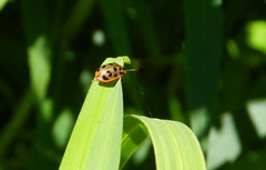 Chrysomela mainensis