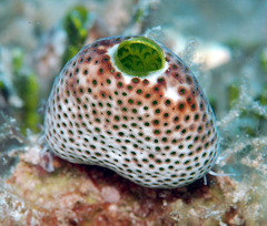Green Barrel Sea Squirt photo 5