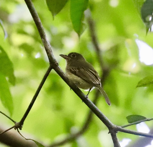 Rhynchocyclus aequinoctialis