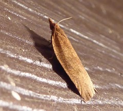 Planotortrix