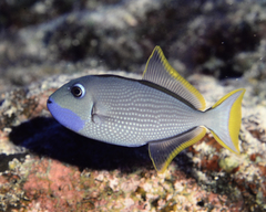 Xanthichthys auromarginatus