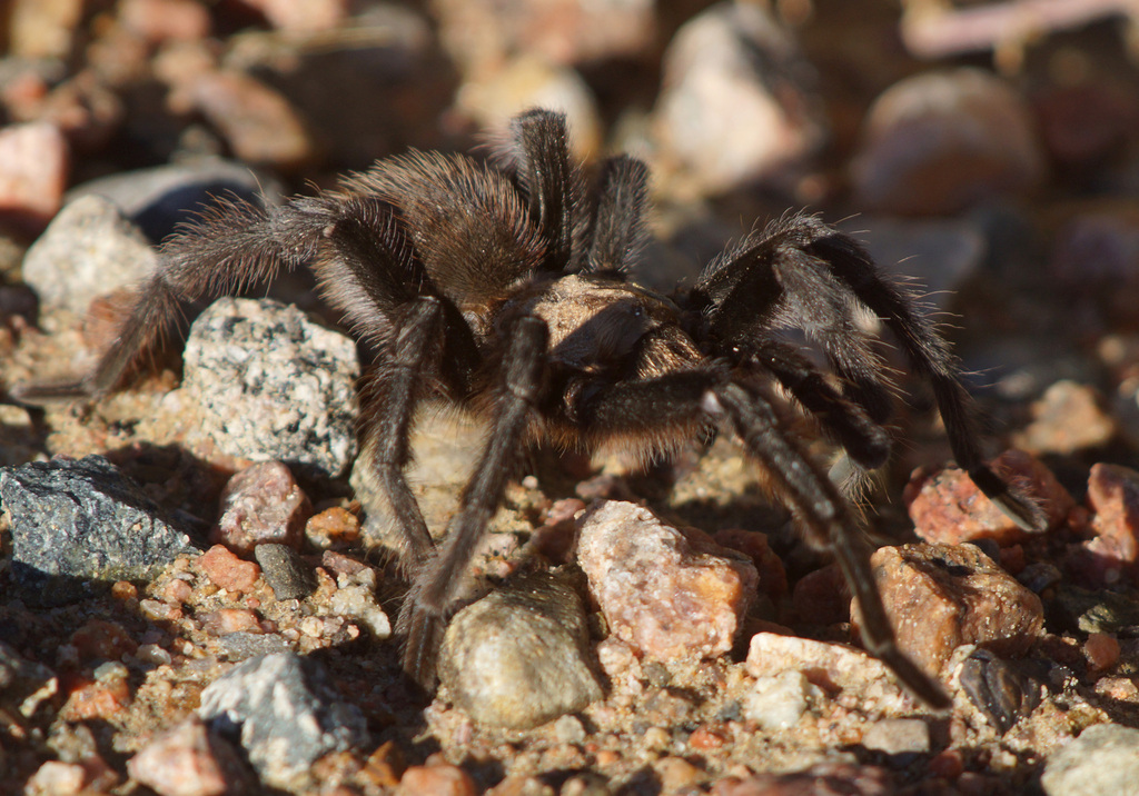 Texas Brown Tarantula from Pueblo County, CO, USA on September 15, 2023 ...