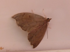 Perispasta caeculalis