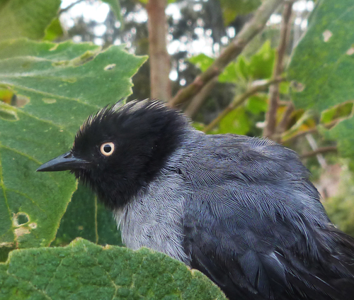 Black-headed Hemispingus (Pseudospingus verticalis), photo 5