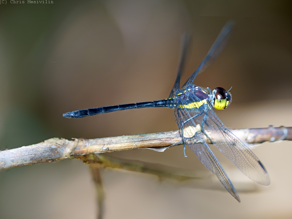 Agrionoptera longitudinalis
