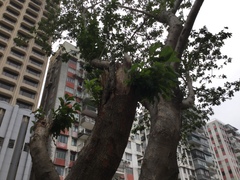 Ficus virens sublanceolata