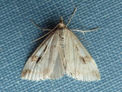 Udea washingtonalis