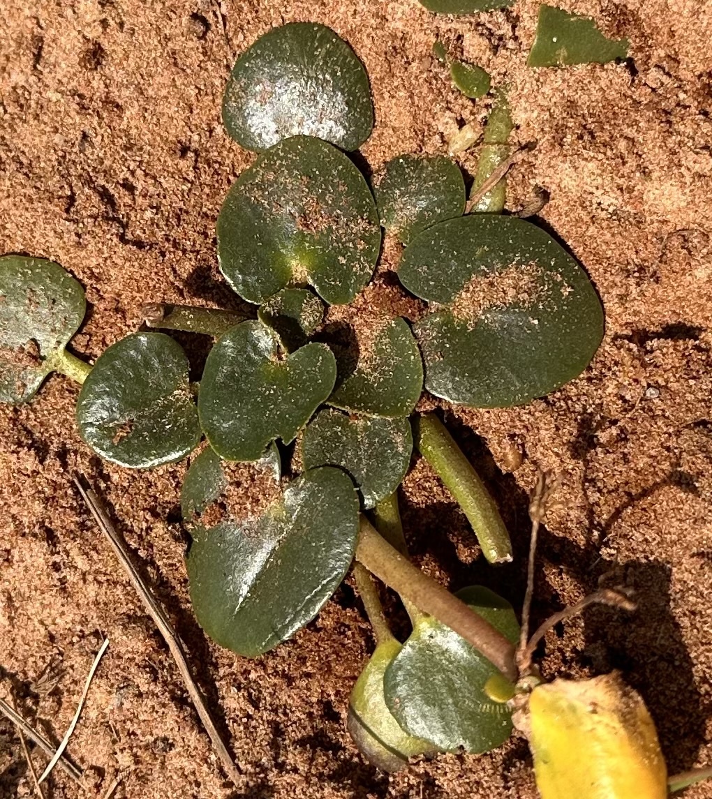 Nymphoides humboldtiana