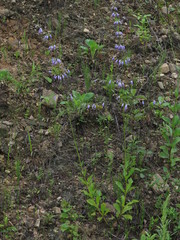 Adenophora triphylla