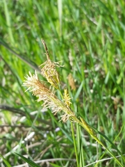 Carex microdonta