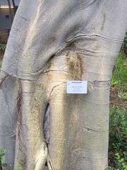 Ficus rumphii