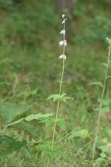 Adenophora triphylla