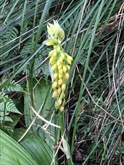 Calanthe lyroglossa