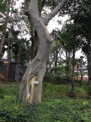 Ficus virens sublanceolata