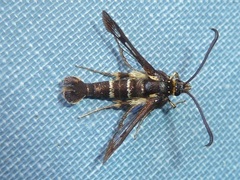 Synanthedon bibionipennis