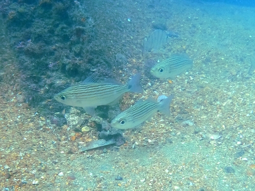 Longfin salema (Xenichthys xanti) — Haemulidae — 5