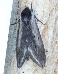 Sphinx perelegans