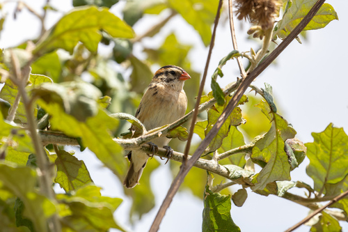 Pin-tailed Whydah