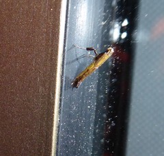 Caloptilia azaleella