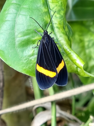 butterflies and moths