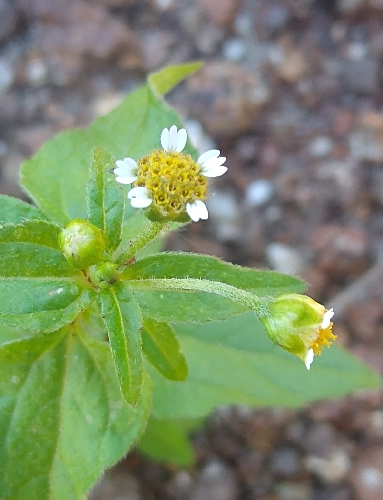 Galinsoga quadriradiata
