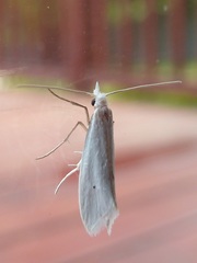 Eucalantica polita