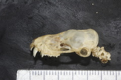Nyctinomops macrotis
