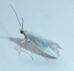 Eucalantica polita