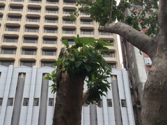 Ficus virens sublanceolata