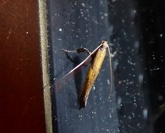 Caloptilia azaleella