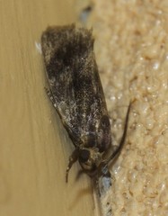 Pycnocera hypoxantha