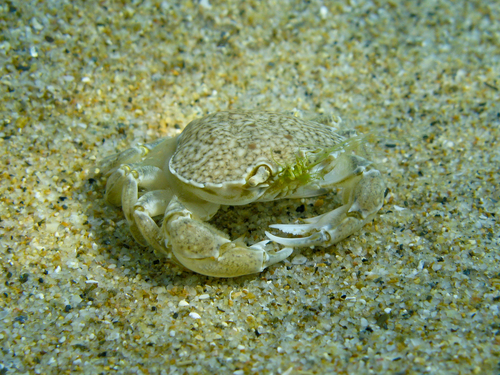 Pennant's Swimming Crab