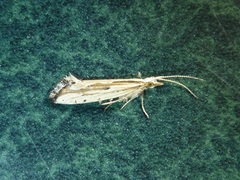 Plutella porrectella