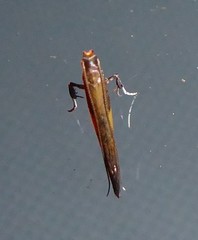 Caloptilia azaleella