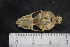 Nyctinomops macrotis