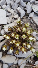 Gentianella filipes