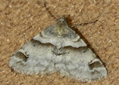 Syneora hemeropa